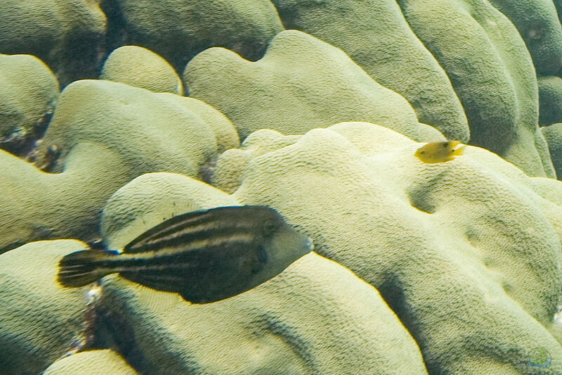 Cantherhines pullus im Aquarium halten (Einrichtungsbeispiele für Schwanzfleck-Feilenfisch)