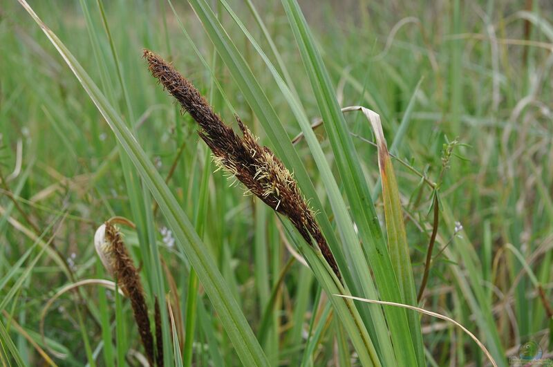 Carex riparia am Gartenteich (Einrichtungsbeispiele mit Ufersegge)