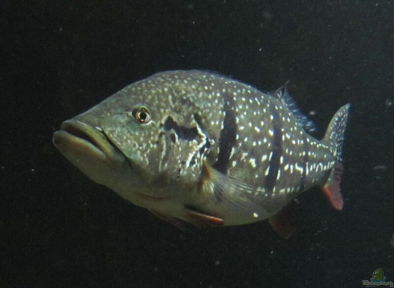 Cichla temensis im Aquarium halten (Einrichtungsbeispiele für Humboldt-Kammbuntbarsche)