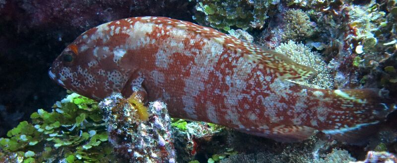 Cirrhitops fasciatus im Aquarium halten (Einrichtungsbeispiele für Rotgebänderter Korallenwächter)