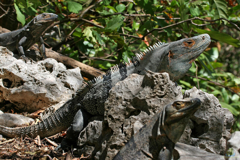 Ctenosaura similis im Terrarium halten (Einrichtungsbeispiele für Schwarzer Leguan)