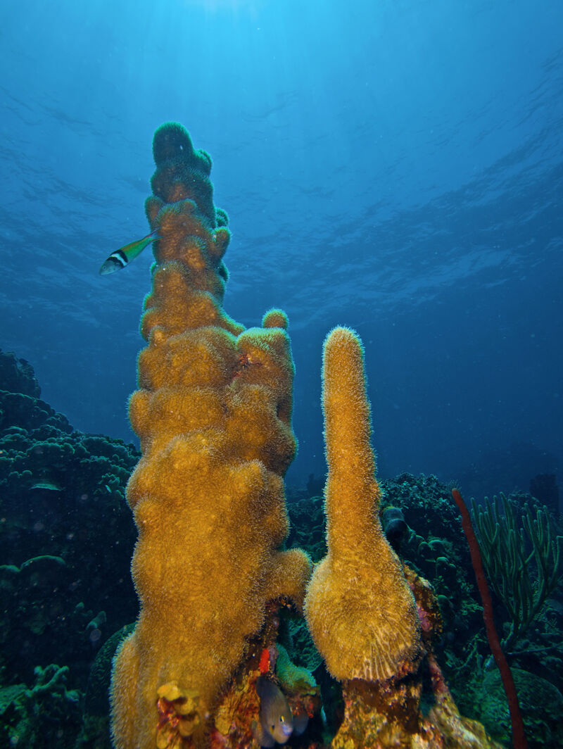 Dendrogyra cylindrus im Aquarium halten (Einrichtungsbeispiele für Säulen-Koralle)