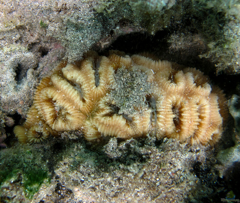 Dipsastraea rotumana im Aquarium halten (Einrichtungsbeispiele für Großpolypige Steinkoralle)