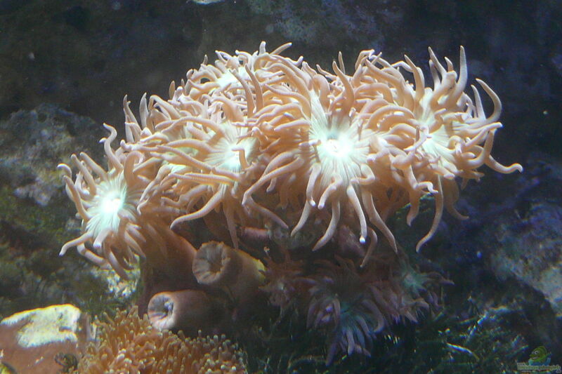 Duncanopsammia axifuga im Aquarium halten (Einrichtungsbeispiele für Bartkoralle)
