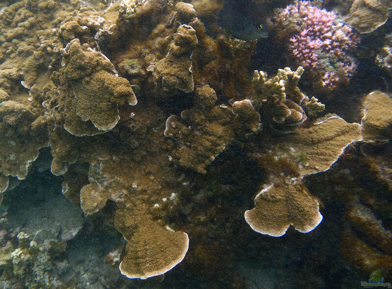 Echinophyllia aspera im Aquarium halten (Einrichtungsbeispiele für Großpolypige Steinkoralle)