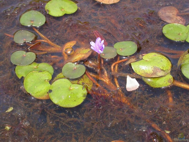 Eichhornia natans im Aquarium pflegen (Einrichtungsbeispiele für Schwimmende Wasserhyazinthe)