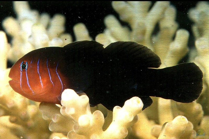 Gobiodon quinquestrigatus im Aquarium halten (Einrichtungsbeispiele für Fünf-Streifen-Korallengrundel)