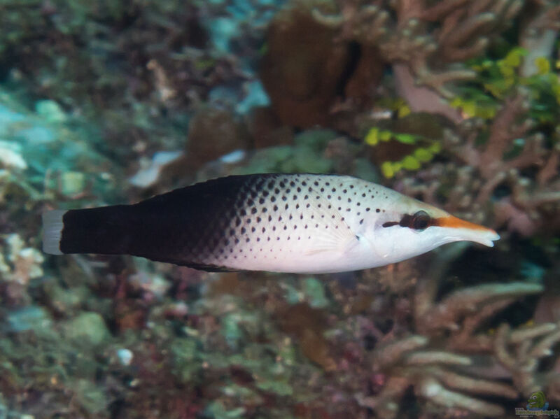 Gomphosus varius im Aquarium halten (Einrichtungsbeispiele für Langnasen-Lippfisch)