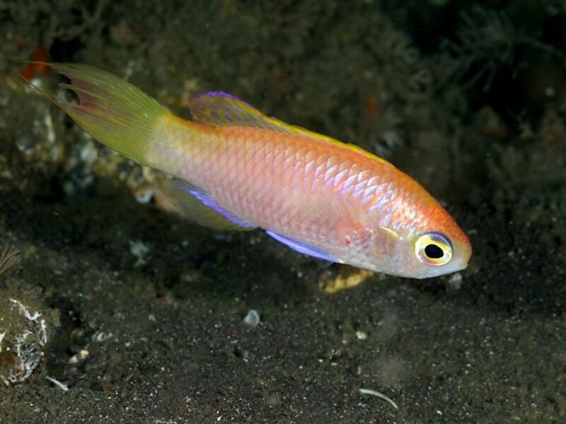 Grammatonotus surugaensis im Aquarium halten (Einrichtungsbeispiele für Doppellinien-Fahnenbarsch)