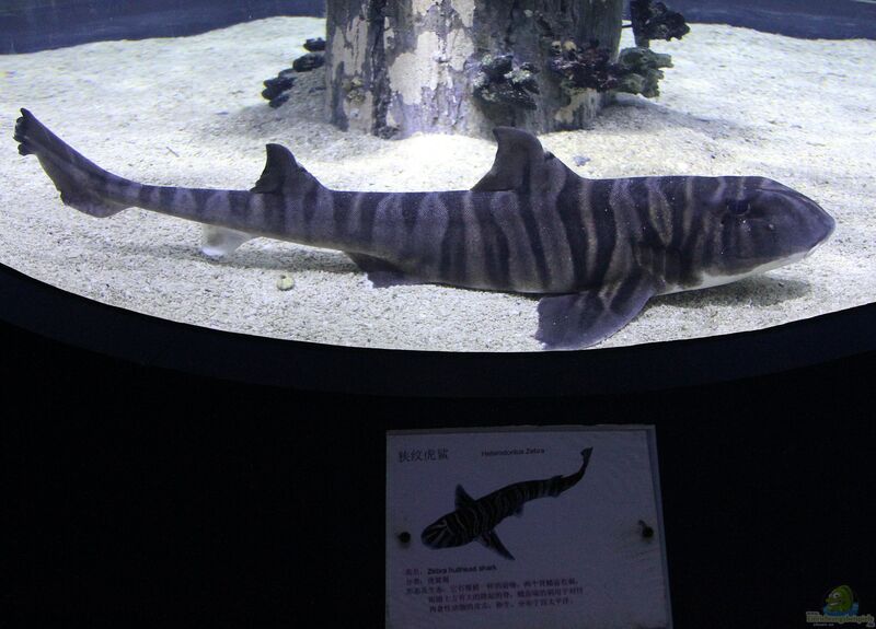 Heterodontus zebra im Aquarium halten (Einrichtungsbeispiele für Zebra Stierkopfhai)