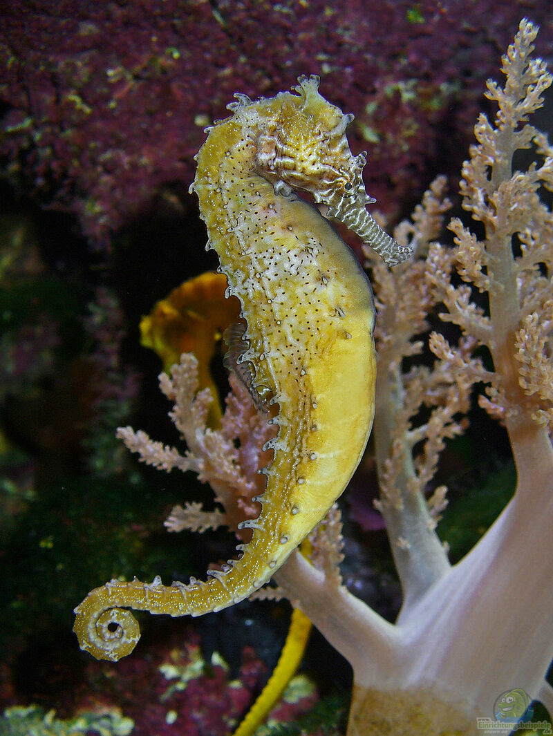 Hippocampus barbouri im Aquarium halten (Einrichtungsbeispiele für Barbours Seepferdchen)