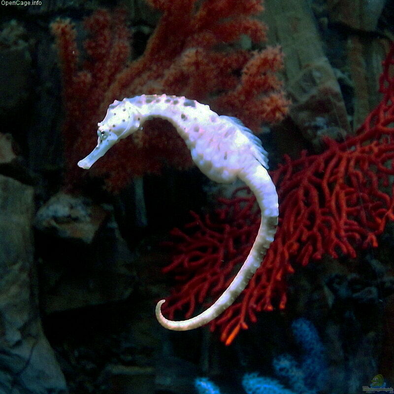 Hippocampus fuscus im Aquarium halten (Einrichtungsbeispiele für Dunkles Seepferdchen)