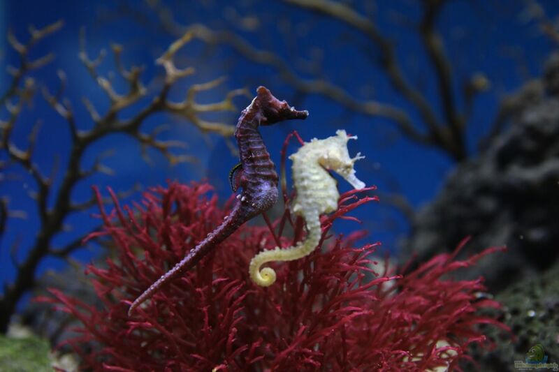 Hippocampus haema im Aquarium halten (Einrichtungsbeispiele für Gekröntes Seepferdchen)
