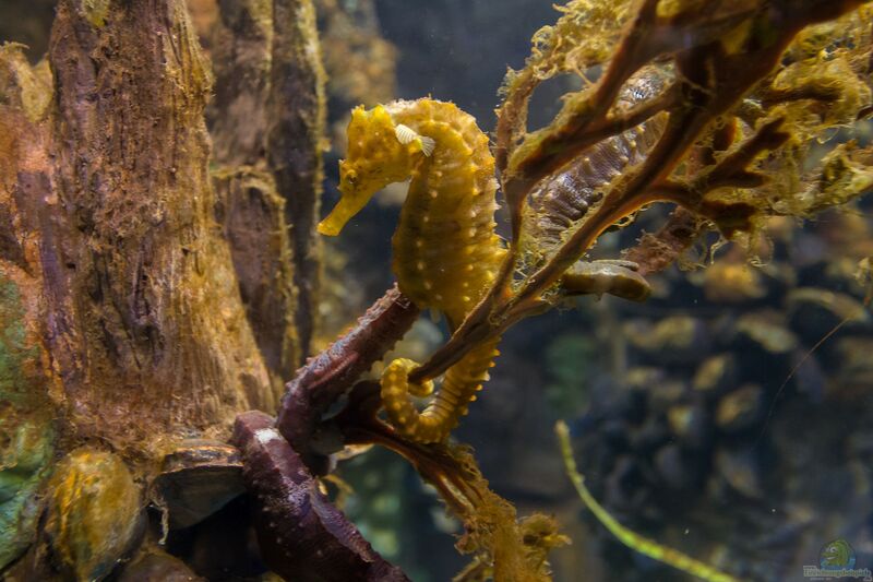 Hippocampus-Arten im Aquarium halten (Einrichtungsbeispiele für Seepferdchen)