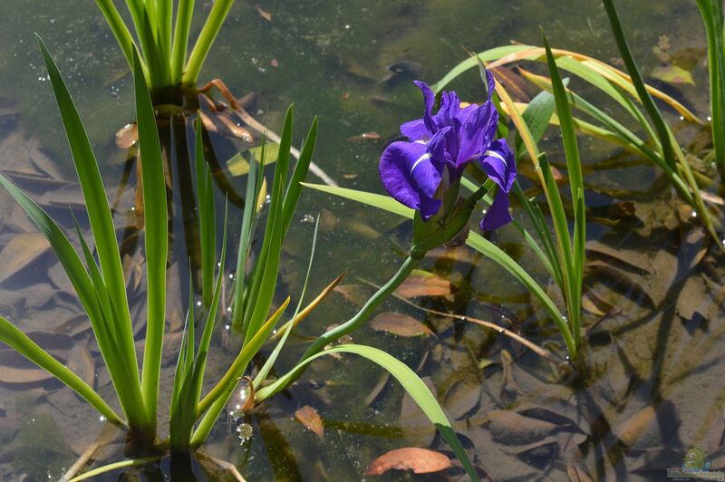 Iris laevigata am Gartenteich (Einrichtungsbeispiele mit Japanische Sumpf-Schwertlilie)