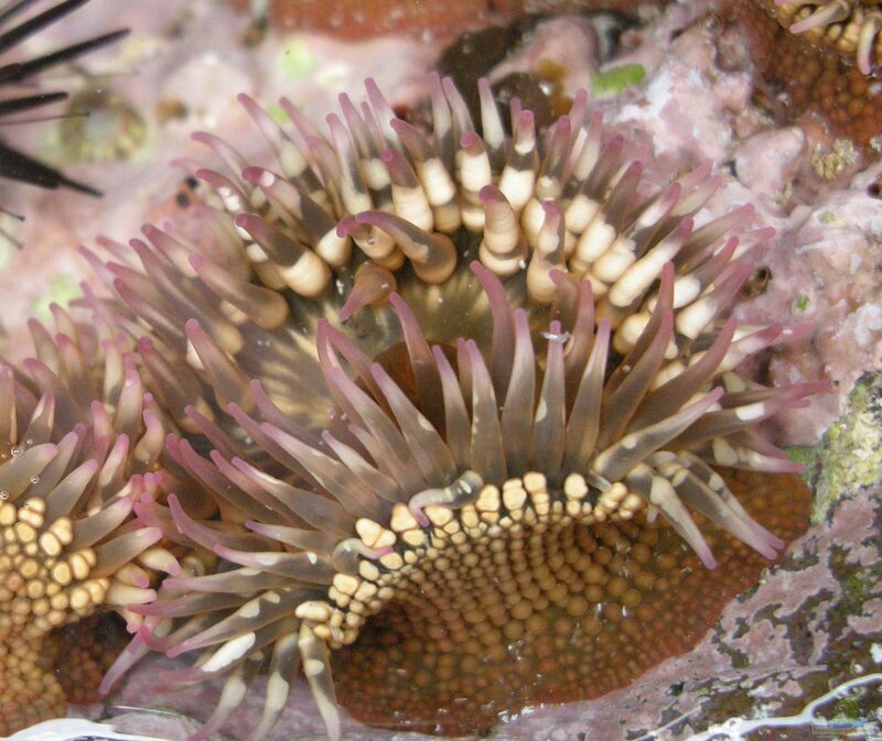Isoaulactinia stelloides im Aquarium halten (Einrichtungsbeispiele für Seeanemone)