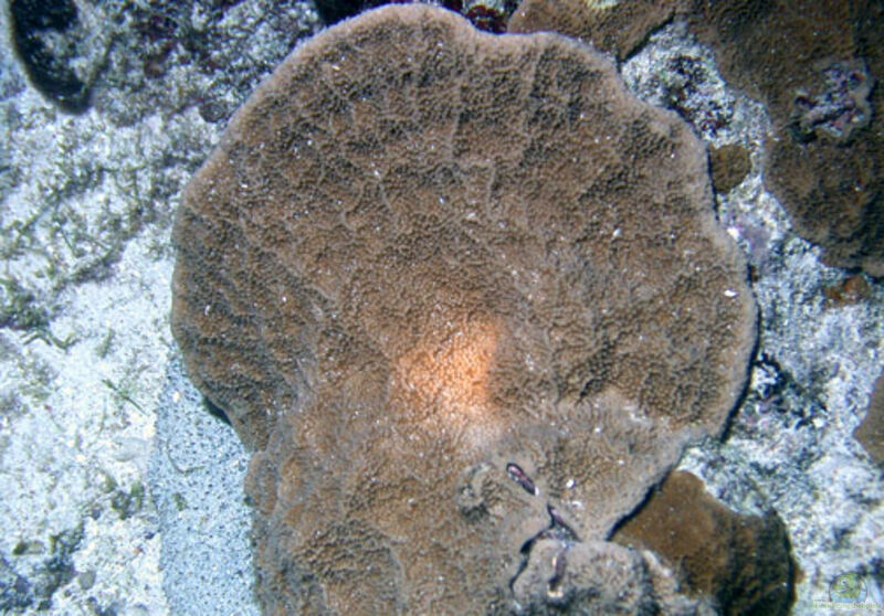 Isopora crateriformis im Aquarium halten (Einrichtungsbeispiele für Kleinpolypige Steinkoralle)
