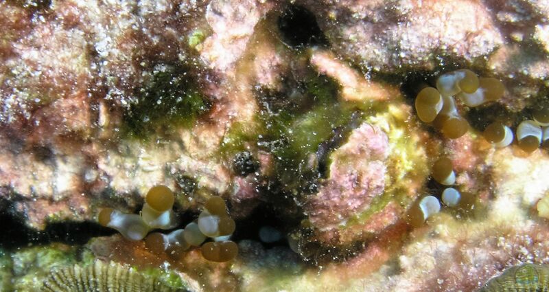 Lebrunia coralligens im Aquarium halten (Einrichtungsbeispiele für Versteckte Anemone)