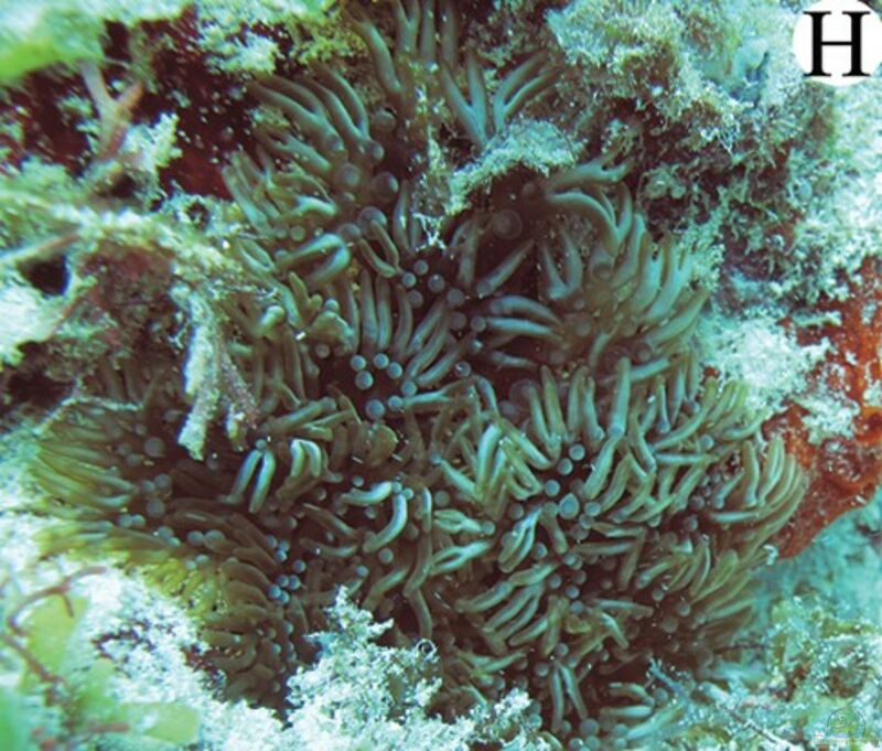 Lebrunia neglecta im Aquarium halten (Einrichtungsbeispiele für Verzweigte Anemone)