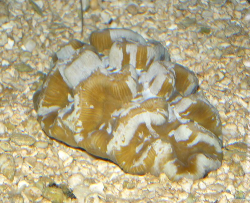 Manicina areolata im Aquarium halten (Einrichtungsbeispiele für Rosenkoralle)