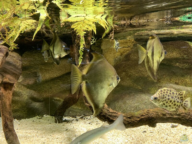 Monodactylus sebae im Aquarium halten (Einrichtungsbeispiele für Afrikanisches Flossenblatt)