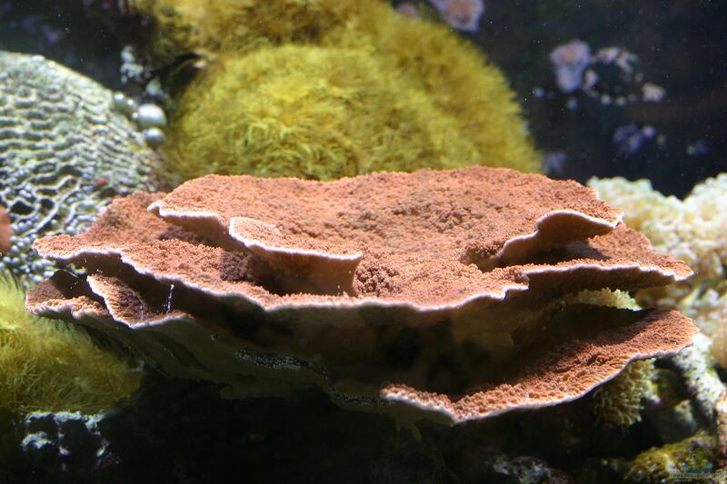 Montipora hodgsoni im Aquarium halten (Einrichtungsbeispiele für Kleinpolypige Steinkoralle)