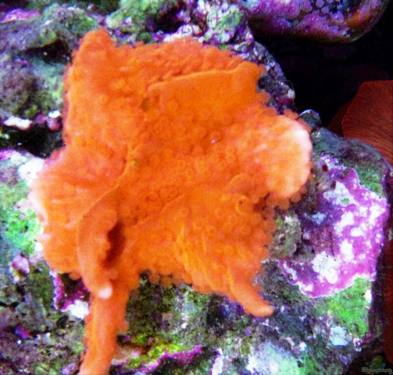 Montipora setosa im Aquarium halten (Einrichtungsbeispiele für Kleinpolypige Steinkoralle)