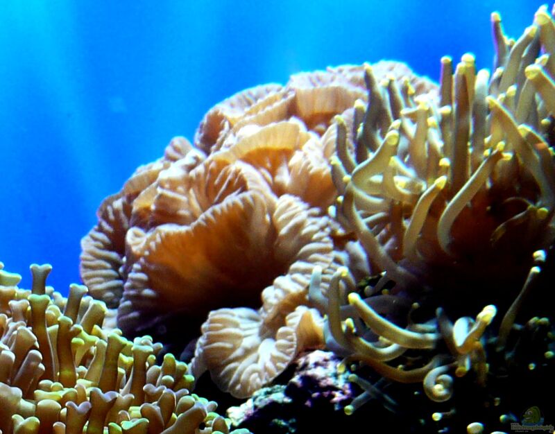Nemenzophyllia turbida im Aquarium halten (Einrichtungsbeispiele für Jasmine-Koralle)
