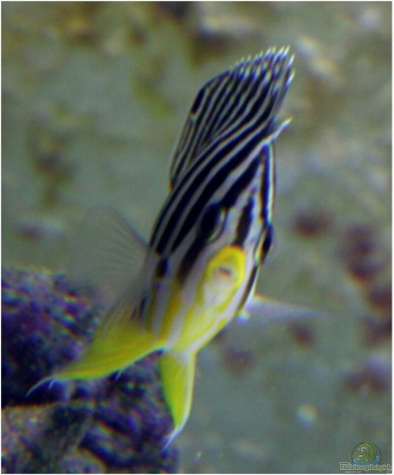 Paracentropyge multifasciatus im Aquarium halten (Einrichtungsbeispiele für Zebra-Zwergkaiserfisch)