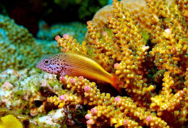 Paracirrhites forsteri im Aquarium halten (Einrichtungsbeispiele für Forsters Korallenwächter)