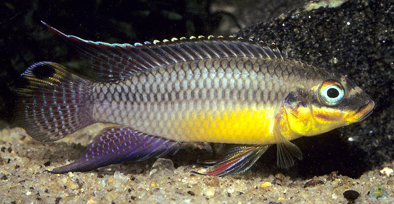 Pelvicachromis kribensis im Aquarium halten (Einrichtungsbeispiele für Smaragdprachtbuntbarsch)