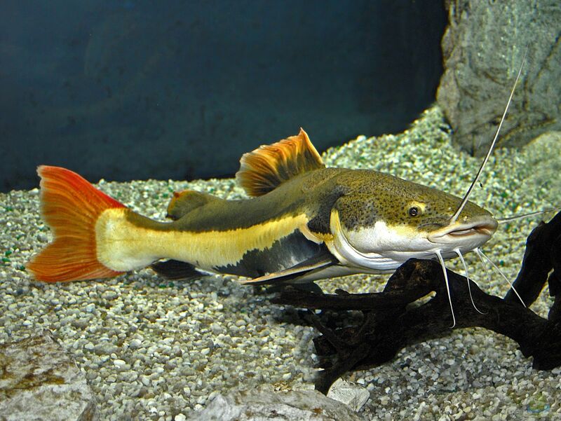 Phractocephalus hemioliopterus im Aquarium halten (Einrichtungsbeispiele für Rotflossen-Antennenwels)
