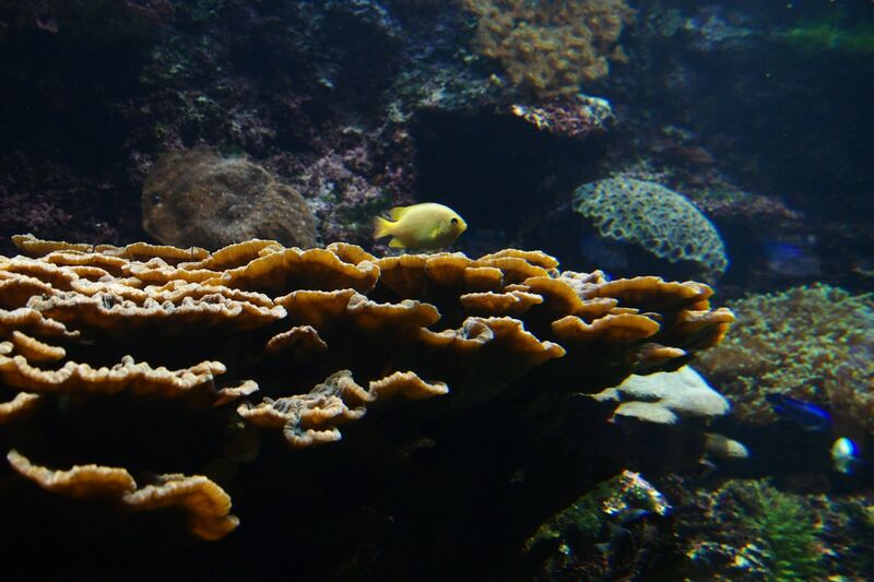 Physophyllia ayleni im Aquarium halten (Einrichtungsbeispiele für Großpolypige Steinkoralle)