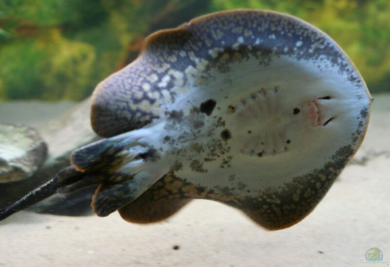 Plesiotrygon iwamae im Aquarium halten (Einrichtungsbeispiele für Antennen-Rochen)