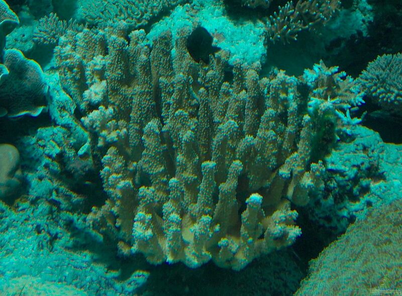 Pocillopora grandis im Aquarium halten (Einrichtungsbeispiele für Kleinpolypige Steinkoralle)