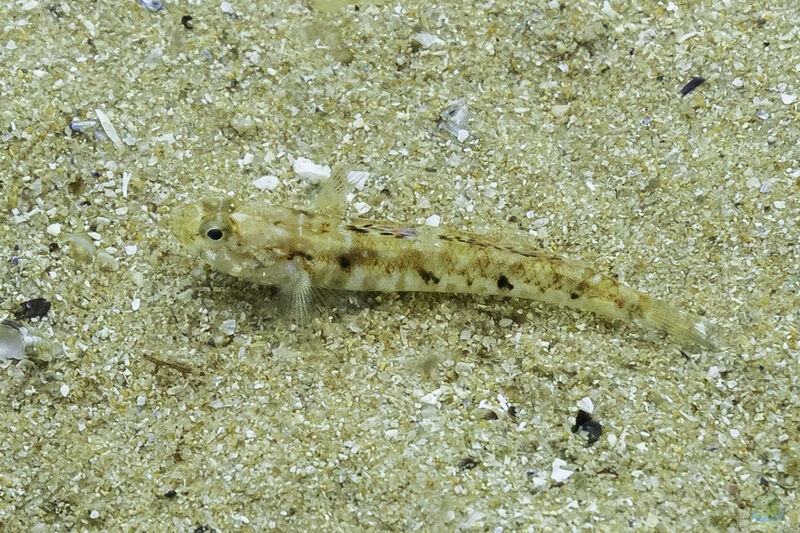 Pomatoschistus pictus im Aquarium halten (Einrichtungsbeispiele für Gefleckte Sandgrundel)