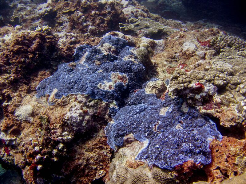 Porites monticulosa im Aquarium halten (Einrichtungsbeispiele für Kleinpolypige Steinkoralle)