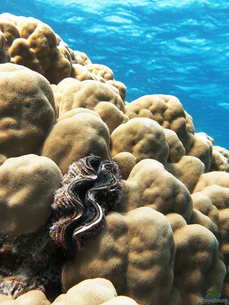 Porites nodifera im Aquarium halten (Einrichtungsbeispiele für Dom-Koralle)
