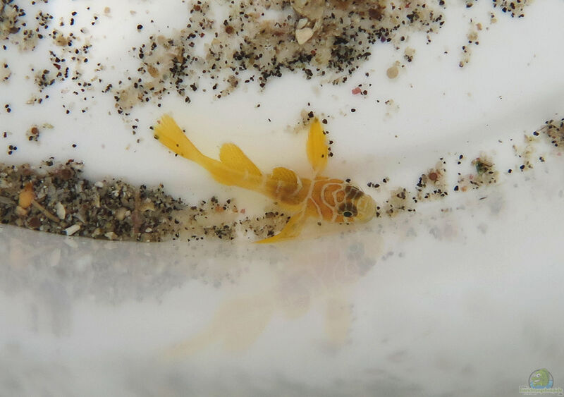 Priolepis semidoliata im Aquarium halten (Einrichtungsbeispiele für Priolepis semidoliata)