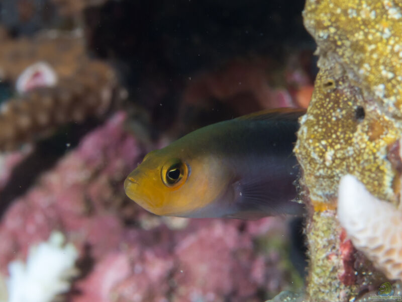 Pseudochromis bitaeniatus im Aquarium halten (Einrichtungsbeispiele für Doppelstreifen-Zwergbarsch)