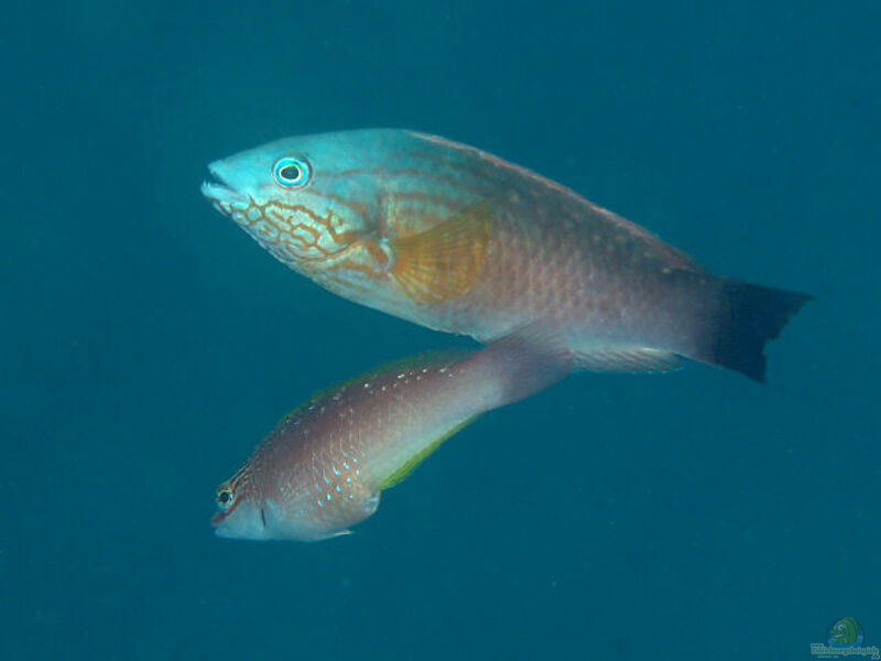 Pseudolabrus sieboldi im Aquarium halten (Einrichtungsbeispiele für Siebolds Lippfisch)
