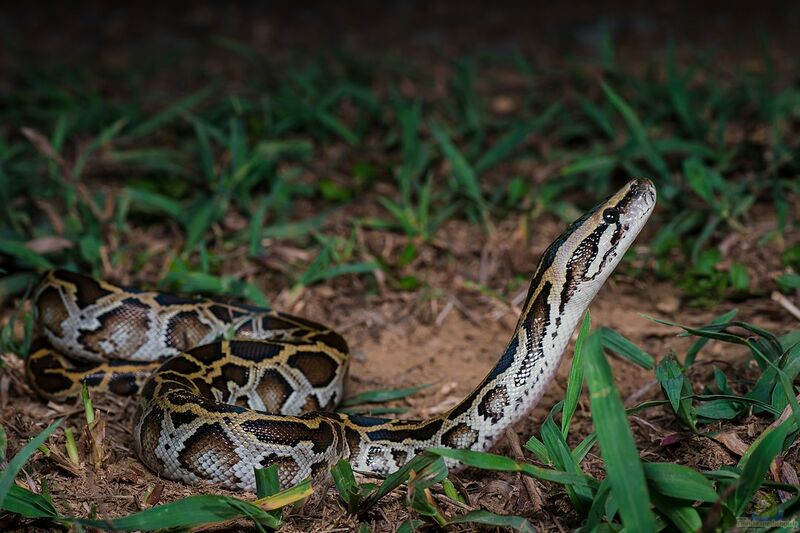 Python molurus bivittatus halten (Einrichtungsbeispiele für Dunkler Tigerpython)