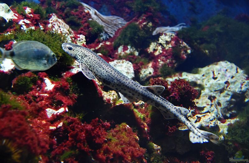 Scyliorhinus canicula im Aquarium halten (Einrichtungsbeispiele für Kleingefleckter Katzenhai)