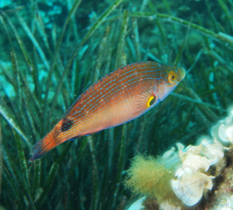 Symphodus mediterraneus im Aquarium halten (Einrichtungsbeispiele für Mittelmeer-Lippfisch)