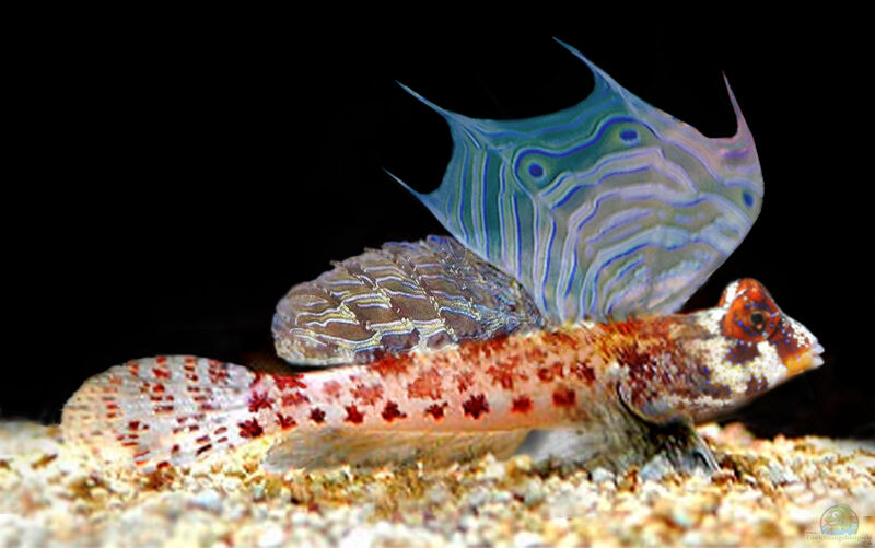 Aquarien mit Synchiropus stellatus (Stern-Mandarinfisch)