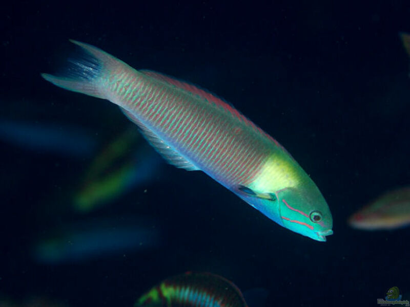 Thalassoma amblycephalum im Aquarium halten (Einrichtungsbeispiele für Zweifarben-Lippfisch)
