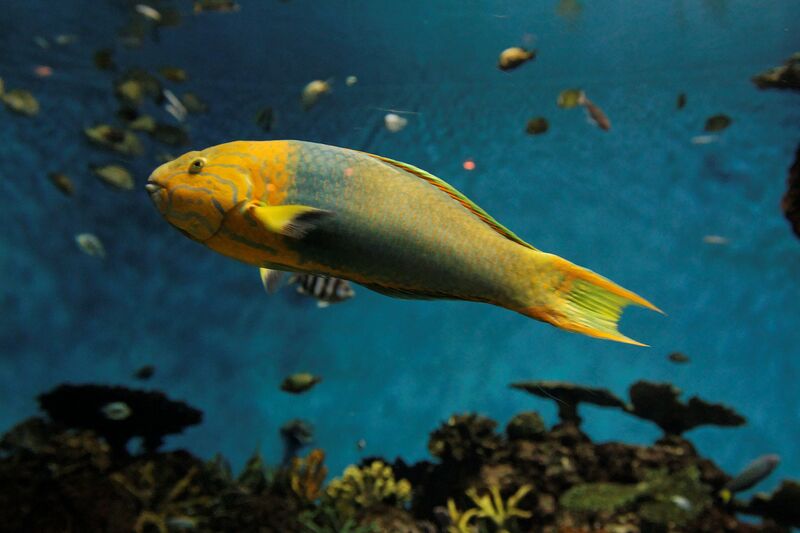Thalassoma lutescens im Aquarium halten (Einrichtungsbeispiele für Gelb-Brauner Lippfisch)