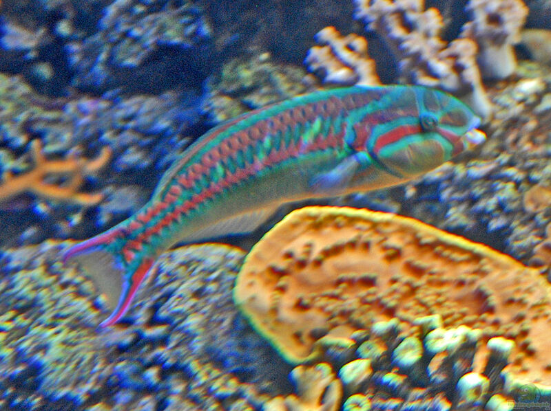 Thalassoma quinquevittatum im Aquarium halten (Einrichtungsbeispiele für Rotstreifen-Junker)