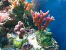 aquarium-von-dirk-schaefer-becken-10342_19.02.2012 neue Erungenschaften 