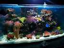 aquarium-von-dirk-schaefer-becken-10342_19.02.2012
